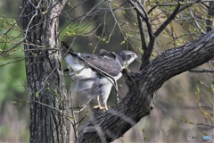 オオタカ 20180402-3