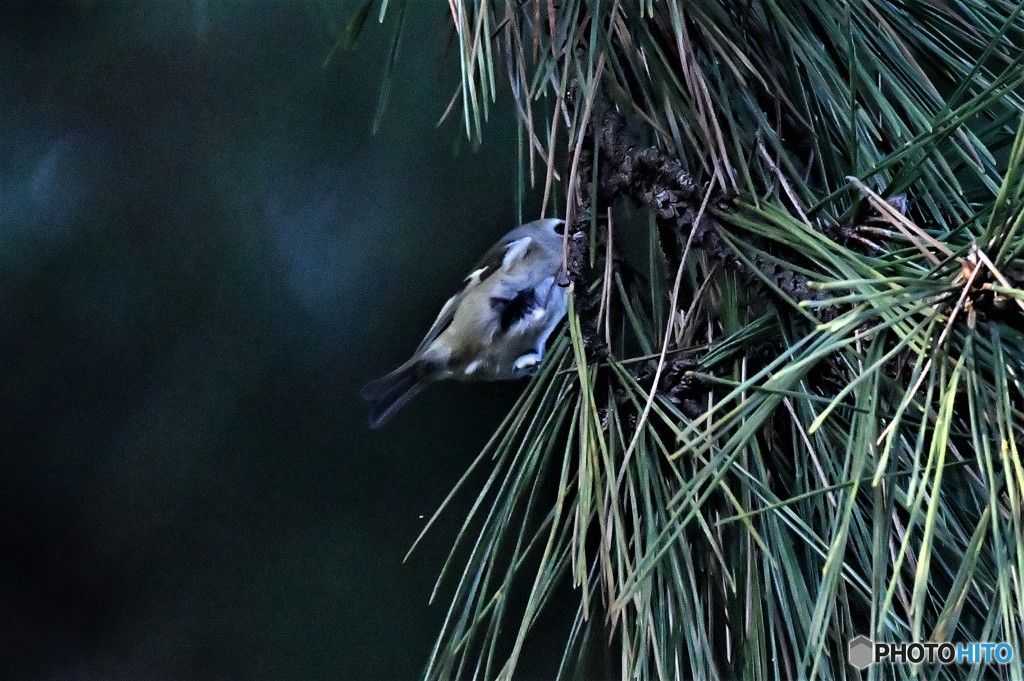 一番小さな鳥さん4