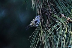 一番小さな鳥さん4