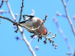 20190309-2　アカウソ