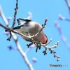 20190309-2　アカウソ
