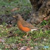 20190412-1　アカハラ