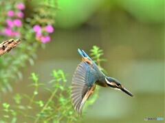 20190719　飛び出しカワセミ-3