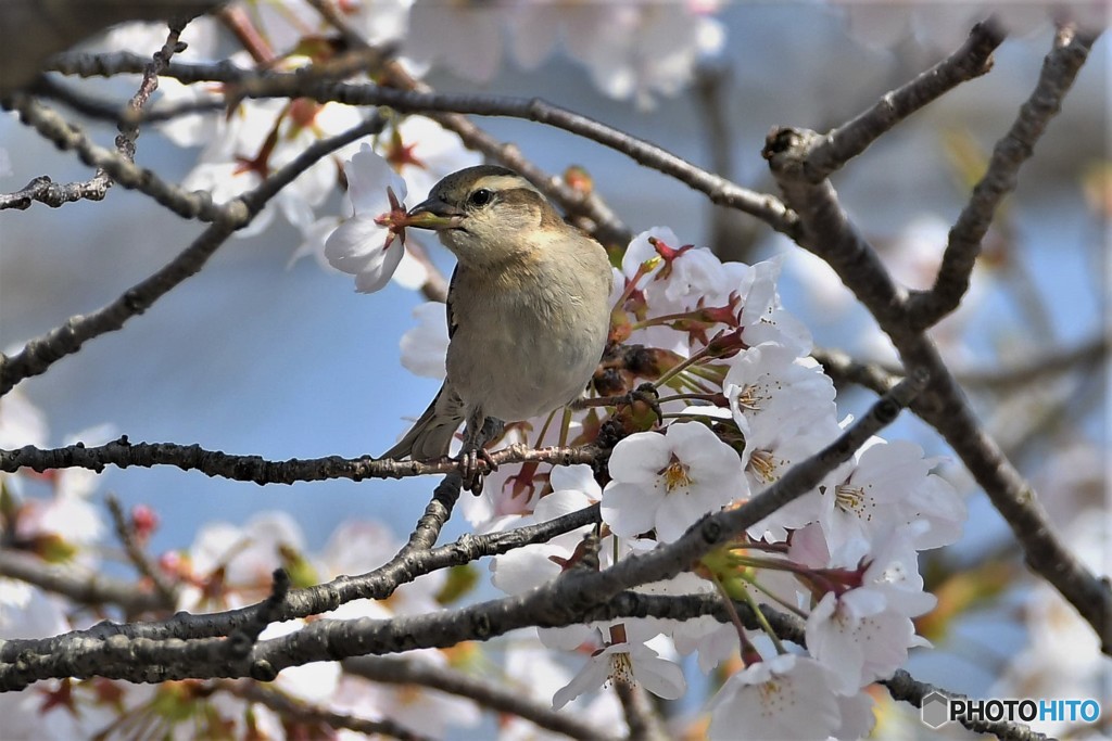ニュウナイスズメ20180328-2