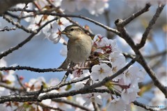 ニュウナイスズメ20180328-2 ニュウナイスズメ20180328-2