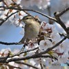 ニュウナイスズメ20180328-2