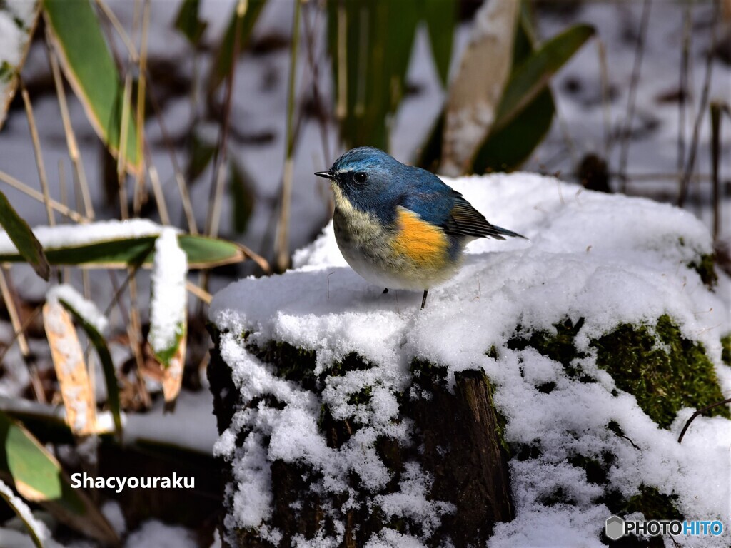 20220217　雪中ルリビタキ➀