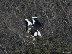 20190224-1　湖北のオオワシ