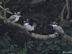 20200606　ヤマセミの雛-1