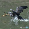 20190216-1　カワウ