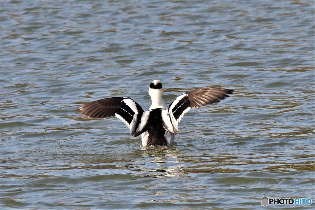 ミコアイサその3