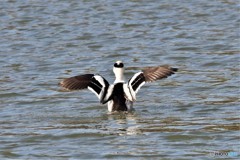 ミコアイサその3