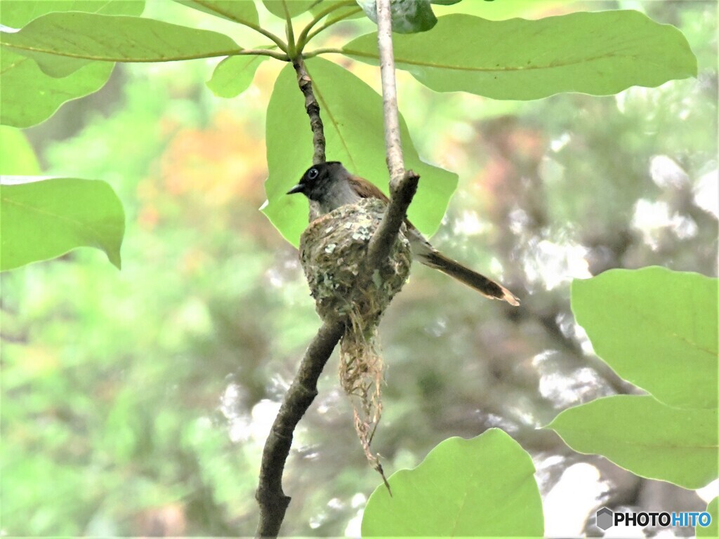 20210622　サンコウチョウ-4