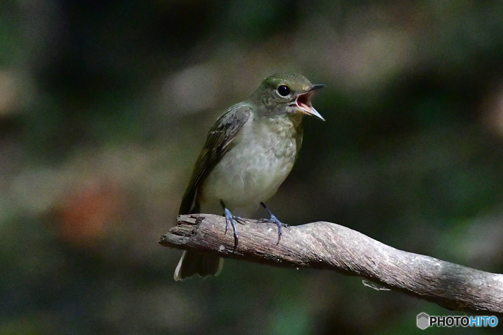 キビタキ♀