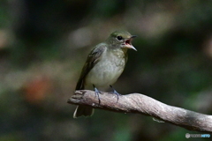 キビタキ♀