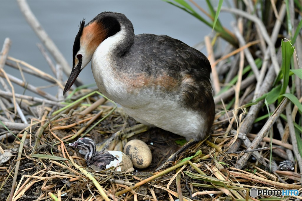 20180627-1 カンムリカイツブリ