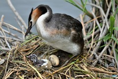 20180627-1 カンムリカイツブリ
