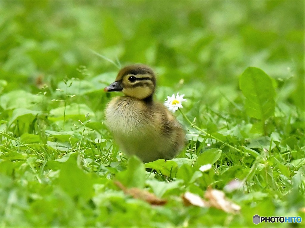 20190614-1　オシドリの雛