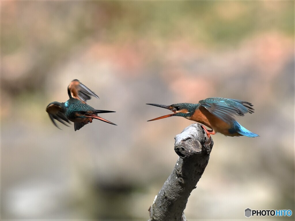20200130　カワセミ-2