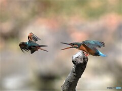 20200130　カワセミ-2