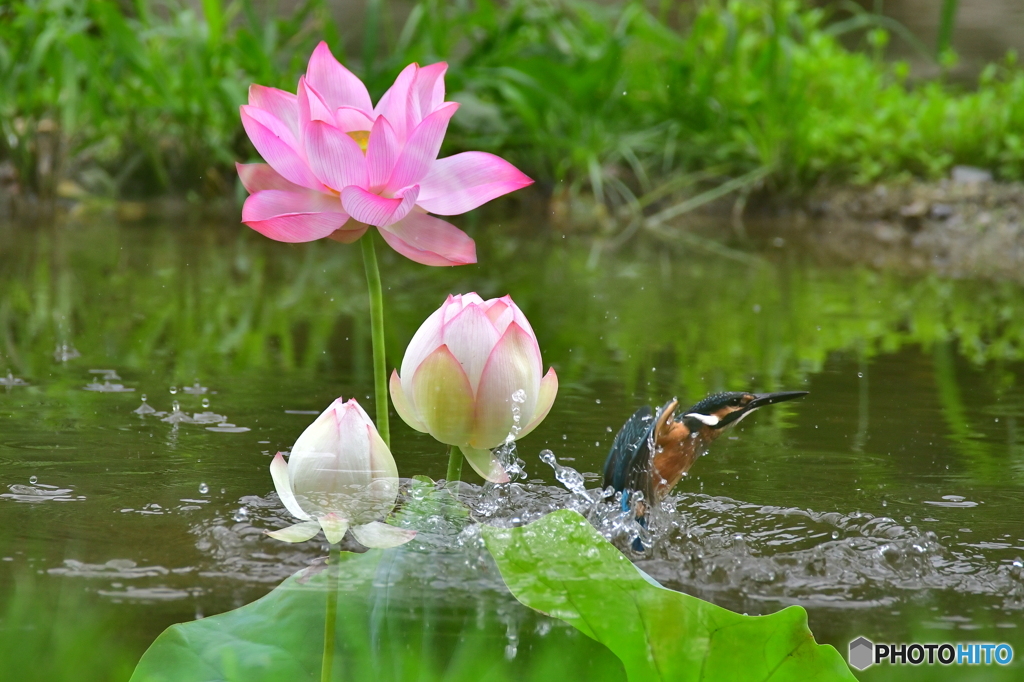 遊び心、合成 1