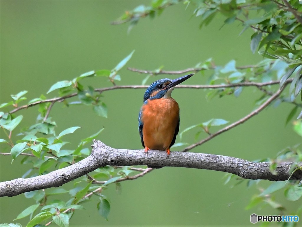 20190506-1　カワセミ