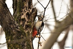 アカゲラ♀その2