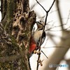 アカゲラ♀その2