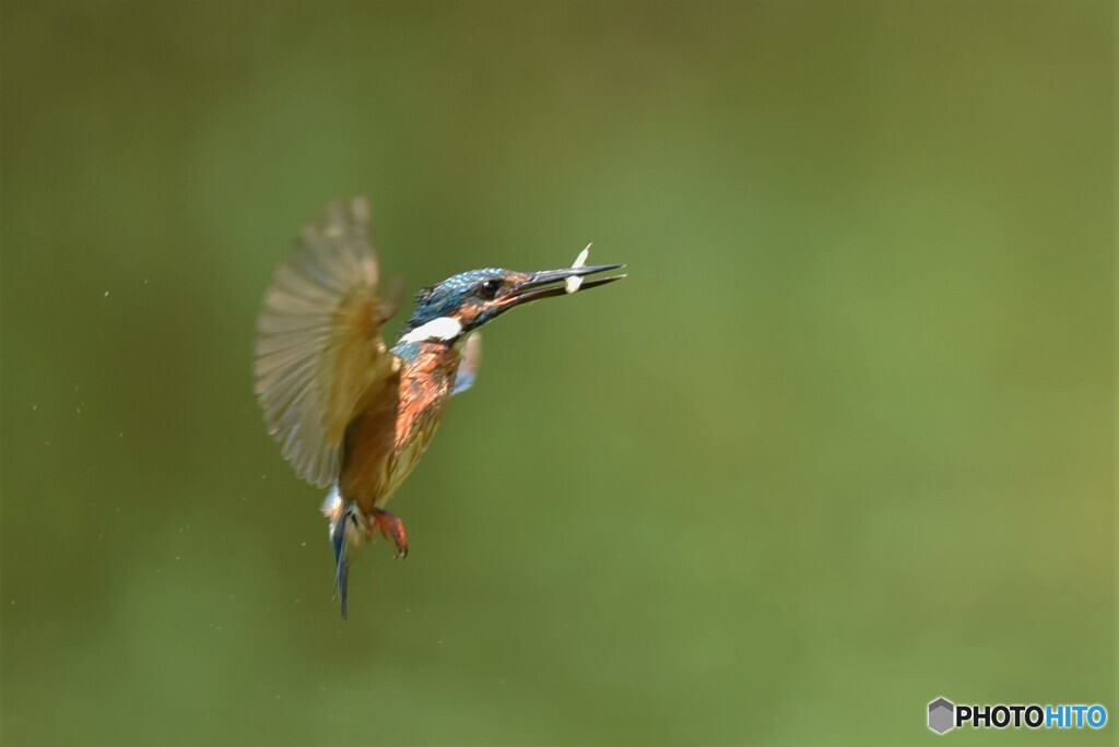 20190809　今日のカワセミ-4