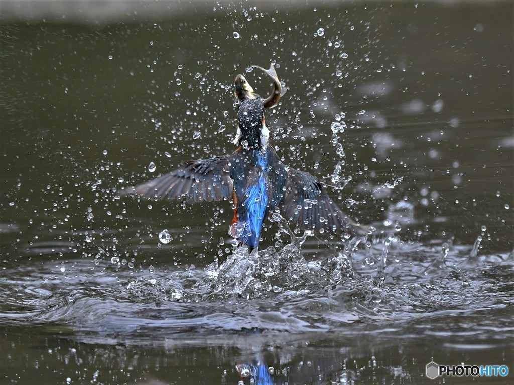 20190312-5　カワセミハイライト