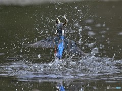 20190312-5　カワセミハイライト