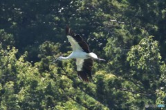 20180805-5 コウノトリ