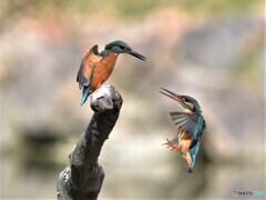 20200130　カワセミ-1