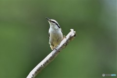 20180528-1 ゴジュウカラ