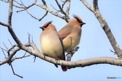 今日のヒレンジャクその1