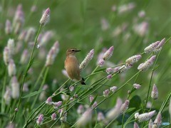 20181002-1 ノゲイトウとノビタ君