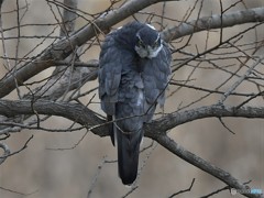 20190319-2　Mのオオタカ