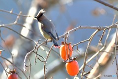 ヒレンジャクその3