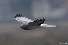 ハイチュウ飛翔その2