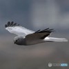 ハイチュウ飛翔その2