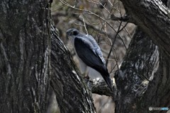 オオタカ 20180303-5