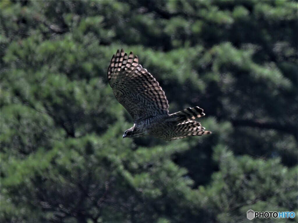 20210830　クマタカ-2