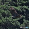 20210830　クマタカ-2