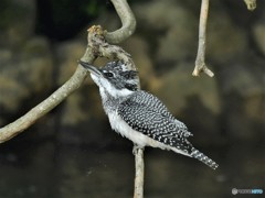 20190621　ヤマセミ-6