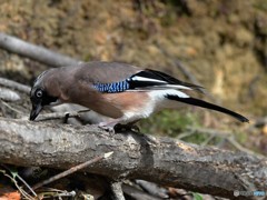 20190119-1　カケスの水飲み