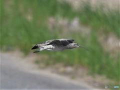 20190507-4　チュウシャクシギ