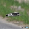 20190507-4　チュウシャクシギ