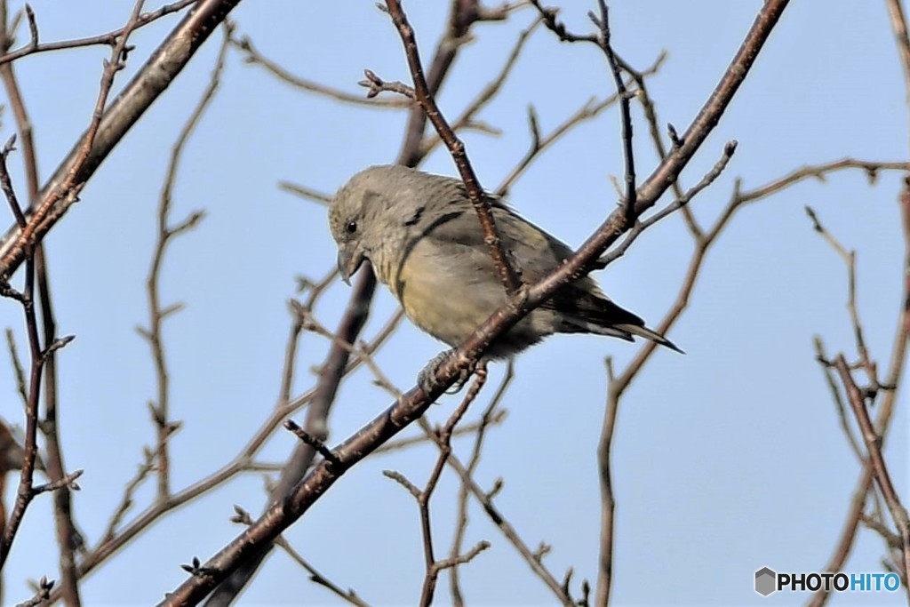 イスカの♀その2