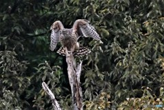 オオタカ（幼鳥）2