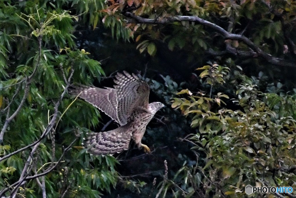 オオタカ（幼鳥）3